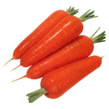 best quality fresh carrot,new crop,size : size:80g-150g,150g-200g,200g-250g,250g and up
