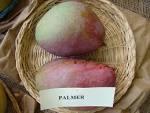 brazilian palmer mangoes