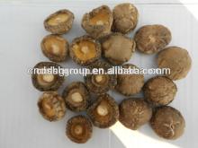 dried white button mushrooms