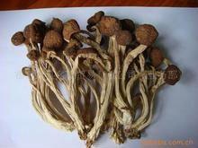 tea tree mushroom