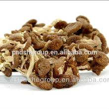 tea tree mushroom from China
