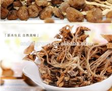 china edible Tea tree mushrooms