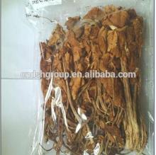 China dried Agrocybe aegerita mushroom