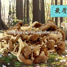 food edible fungus dried tea tree mushroom