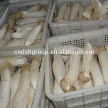 Pleurotus Eryngii / King Oyster Mushroom