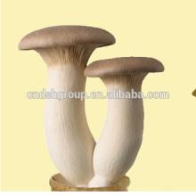 Dried sliced pleurotus eryngii mushroom best price