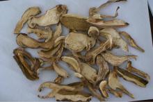  canned   porcini   mushroom 
