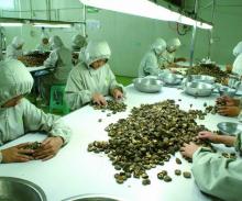 Organic Canned shiitake mushroom whole Dried Shiitake Mushroom in bulk