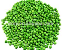 FD dehydrated freeze dried green beans