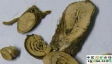 Marshmallow root leaf Extract
