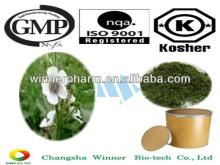 High Quality Marshmallow leaf Extract Mangiferin