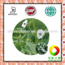 Best selling Marshmallow leaf / Althaea officinalis