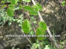Natural  Vine   tea   extract  Dihydromyricetin powder 27200-12--0
