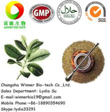 100% Natural yerba mate tea extract powder for the slimming products
