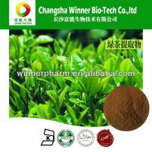 Green Tea ,Natural Green Tea Extract Powder,Green Tea Polyphenol 95%