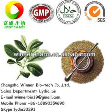  yerba   mate  tea extract  powder /Paraguay tea  powder  for the slimming products