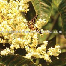 10:1 Bee Pollen Extract