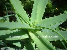 Aloe P.E.(ISO22000,KOSHER Cert and GMP factory)
