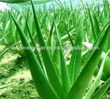 Aloe  emodin  aloe vera  extract 