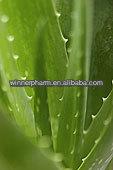 (Aloe Vera Extract) Aloe  Emodin   98 % Yellow Powder