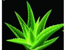 Hot sale Aloe emodin aloe vera extract