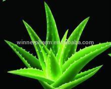 Whiten Skin saloe vera extract aloe vera gel freeze dried powder Plant extract Professional Manufact