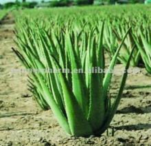  Aloe   Vera   Plant   Extract  Barbaloin