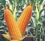 Dry Corn Animal Feed
