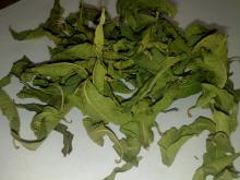 Lemon verbena