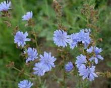 Chicory