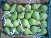 fresh pears