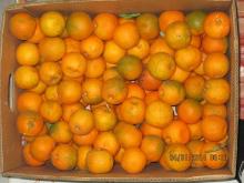 bitter orange