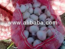  Fresh  White  Onion 