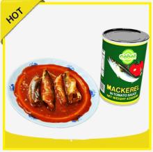 high quality canned tomato mackerel fish brand