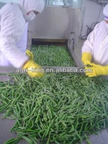 export high quality frozen green beens