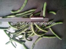 new harvested iqf bulk green beans