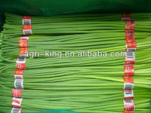 greenhouse for  iqf   garlic   sprout 