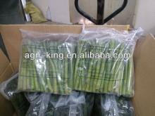 iqf green asparagus spear