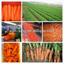 chinese new frozen carrot strip