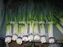 fresh vegetable frozen green onion