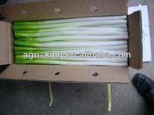 frozen vegetable frozen green onion