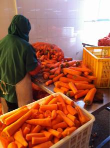 frozen food frozen carrot cut for sale 2014