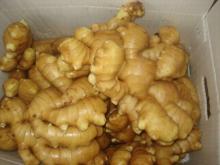 list of frozen foods/frozen ginger hot sale