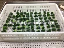 frozen broccoli spear