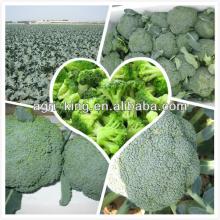 frozen broccoli