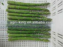 new cheap iqf  asparagus 