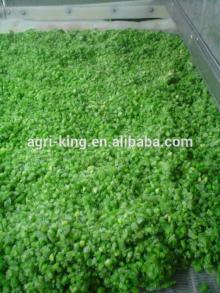 Chinese vegetable iqf green beans