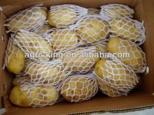 Chinese frozen potato  express 