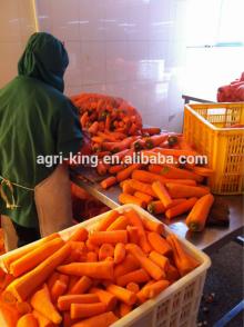 2014 new hot sale high quality chinese frozen carrot and  artificial  carrots