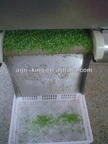 Frozen fresh green beans competitive price